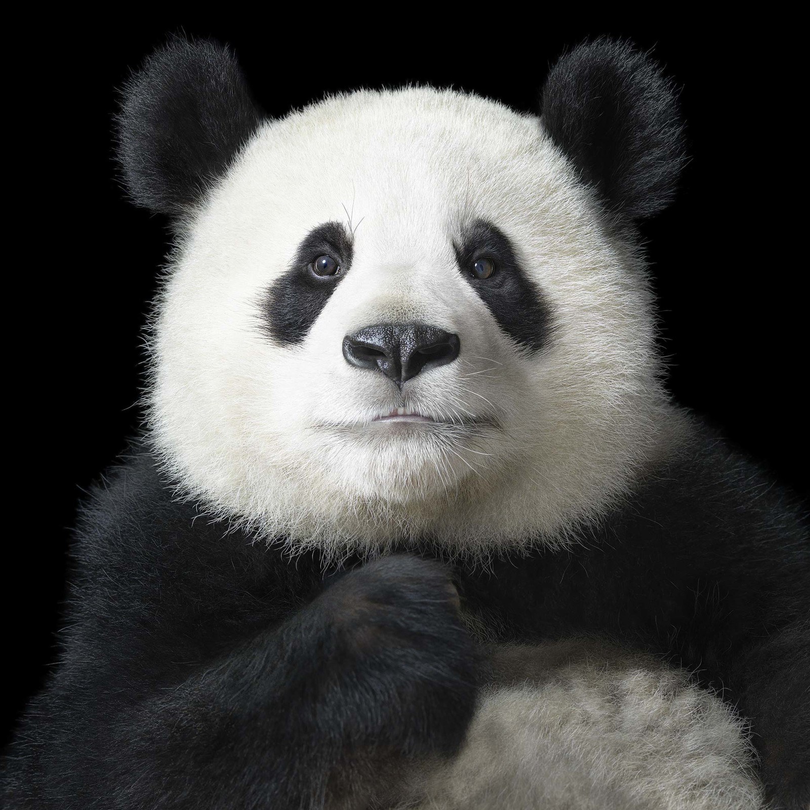 ktoś patrzy z drugiej strony gatunku. Tim Flach, praca 10.