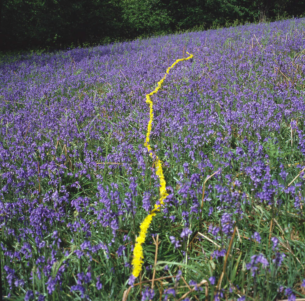 zanim zabierze to wiatr. Andy Goldsworthy, praca 9.