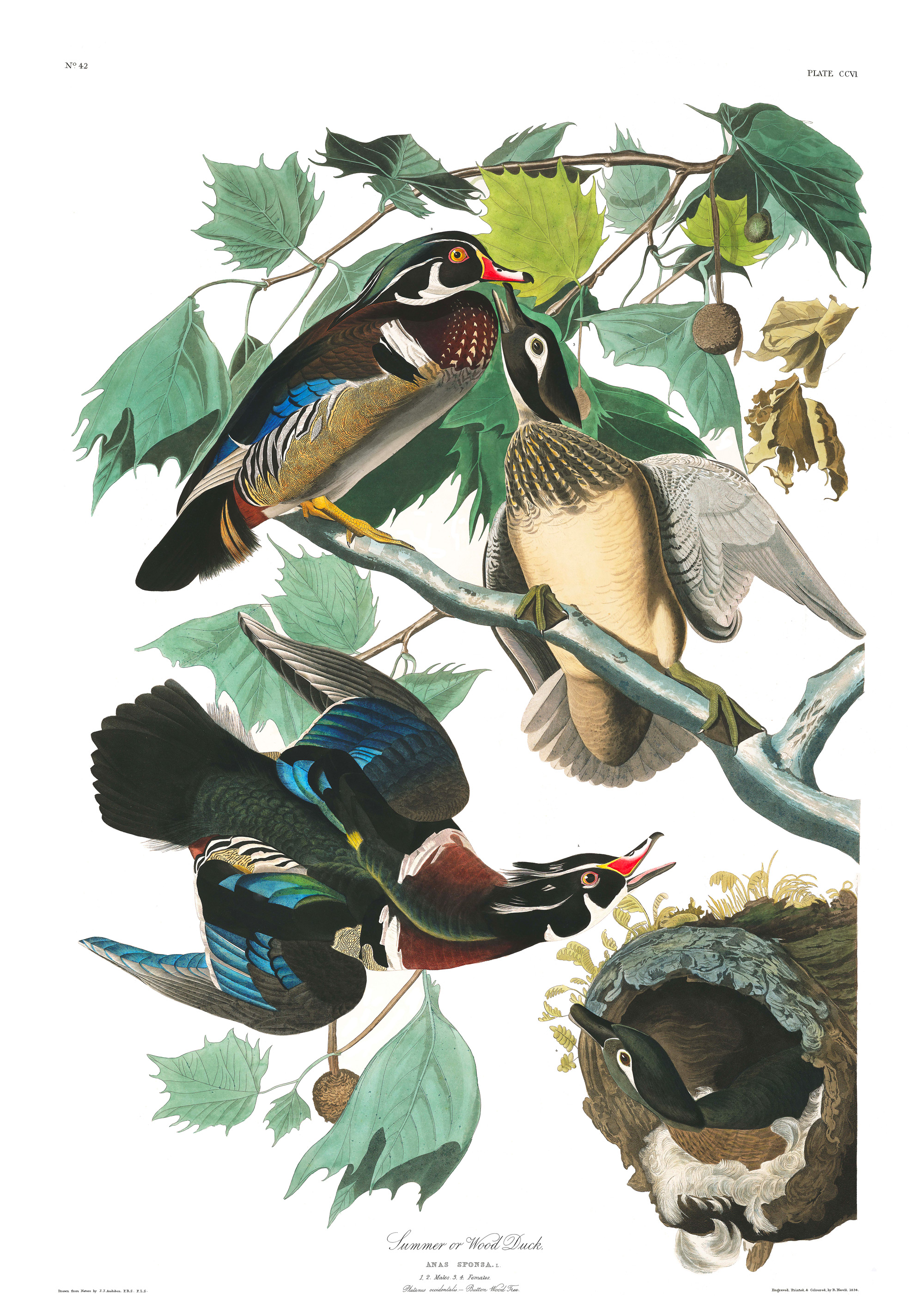 ptaki zostały na pożółkłych kartkach. John James Audubon, praca 6.