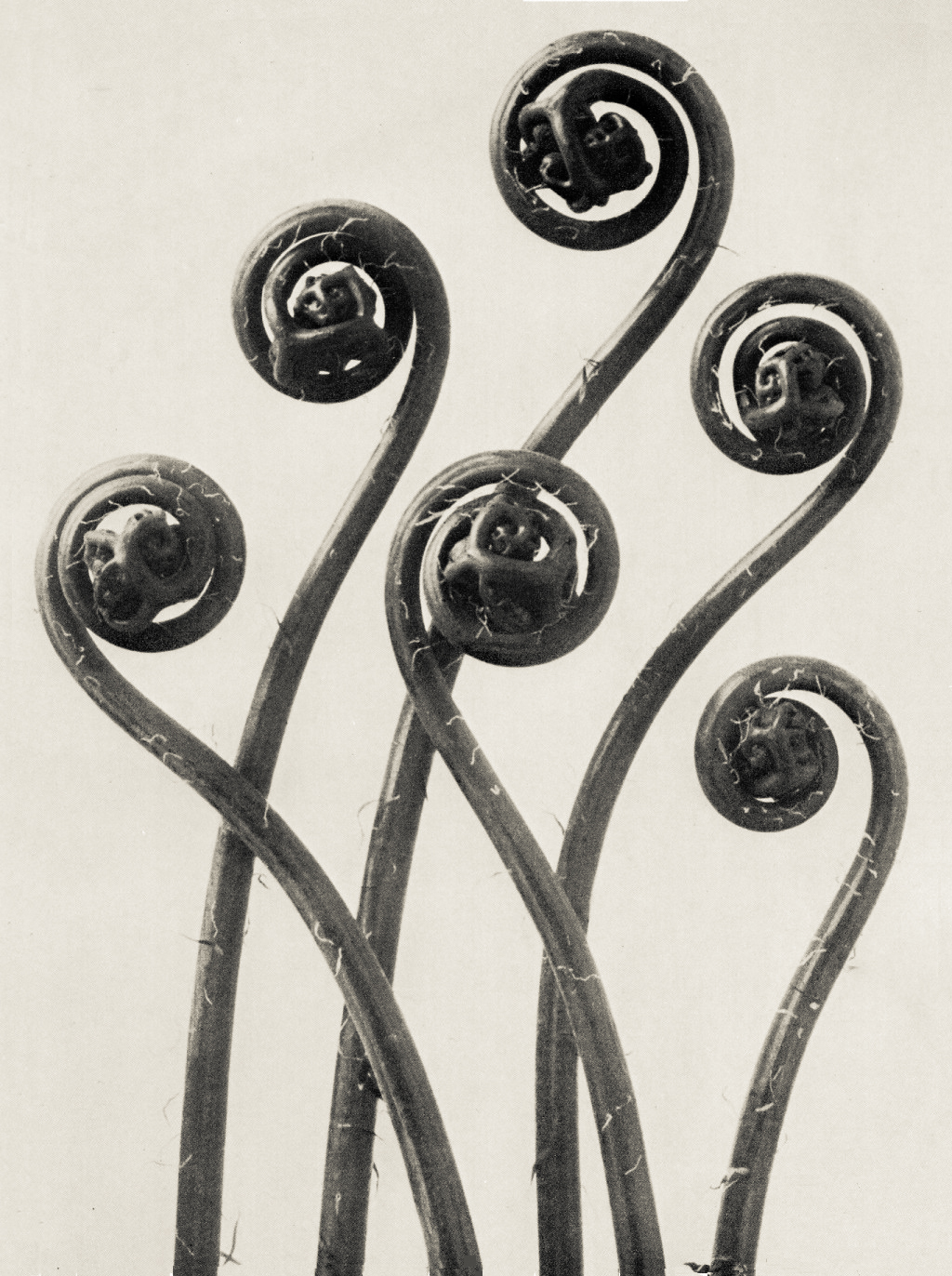 zwykły liść, tylko popatrz dłużej. Karl Blossfeldt, praca 9.