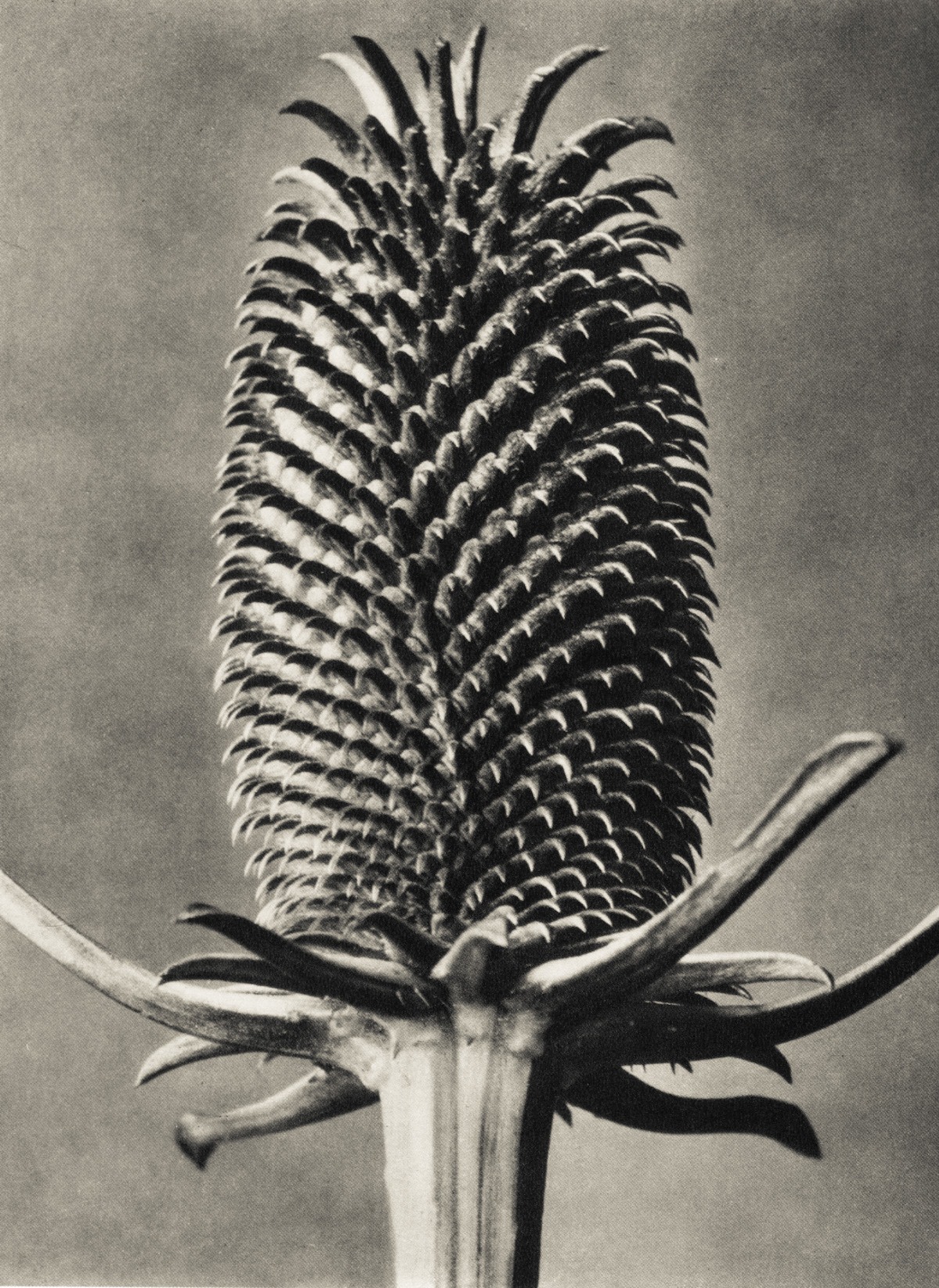 zwykły liść, tylko popatrz dłużej. Karl Blossfeldt, praca 8.