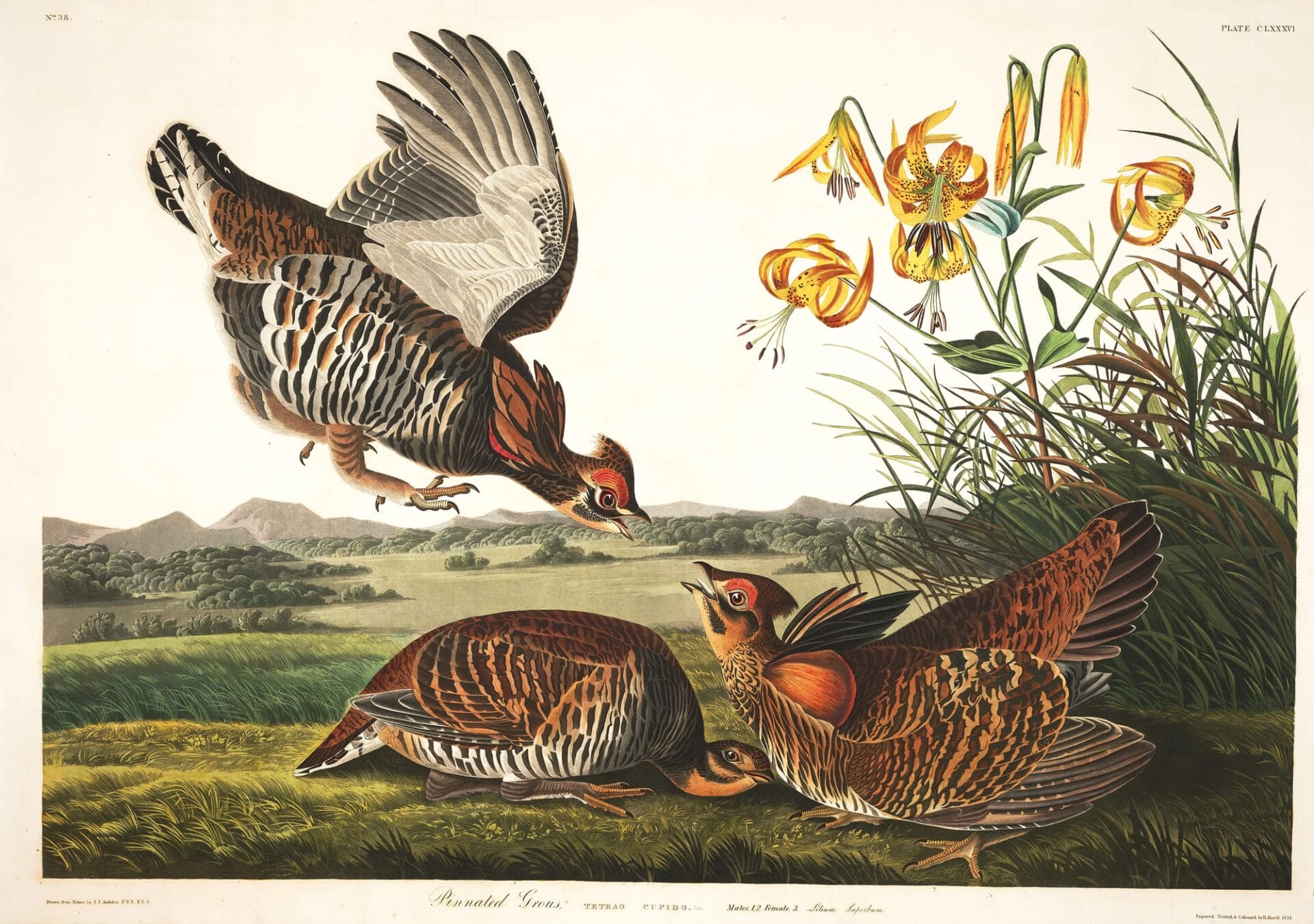 ptaki zostały na pożółkłych kartkach. John James Audubon, praca 1.