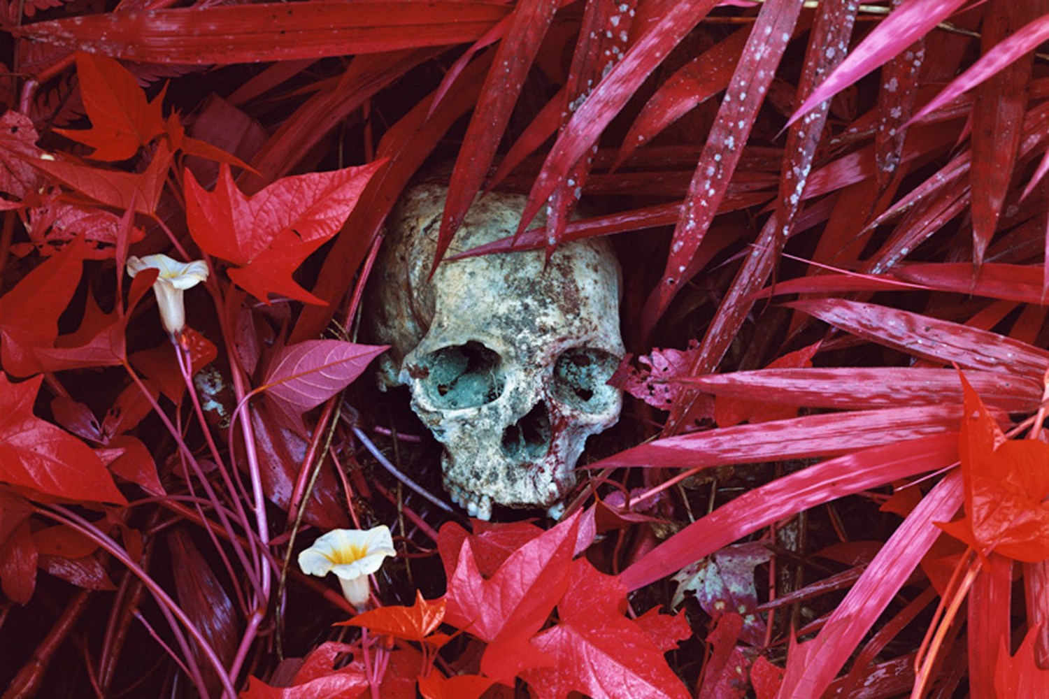 różowy kolor nie uspokaja. Richard Mosse, praca 6.