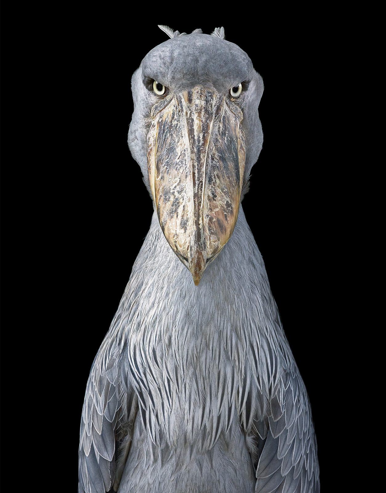 ktoś patrzy z drugiej strony gatunku. Tim Flach, praca 3.