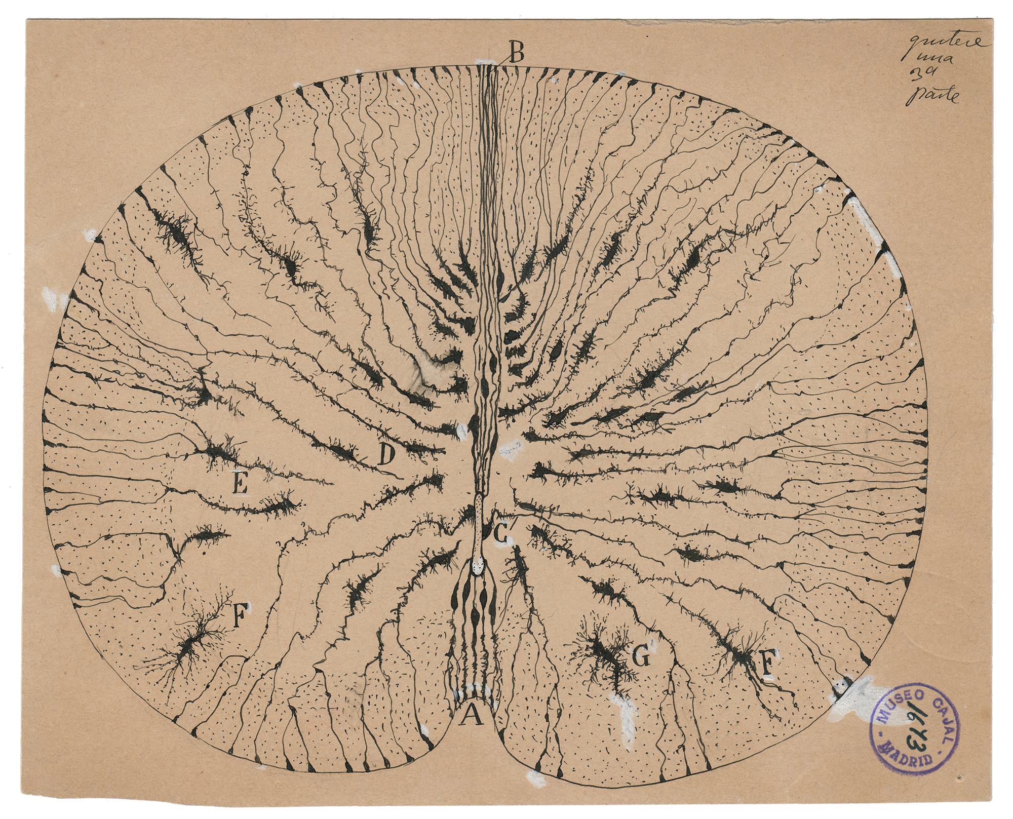 myśli mają drobne gałęzie. Santiago Ramón y Cajal, praca 6.