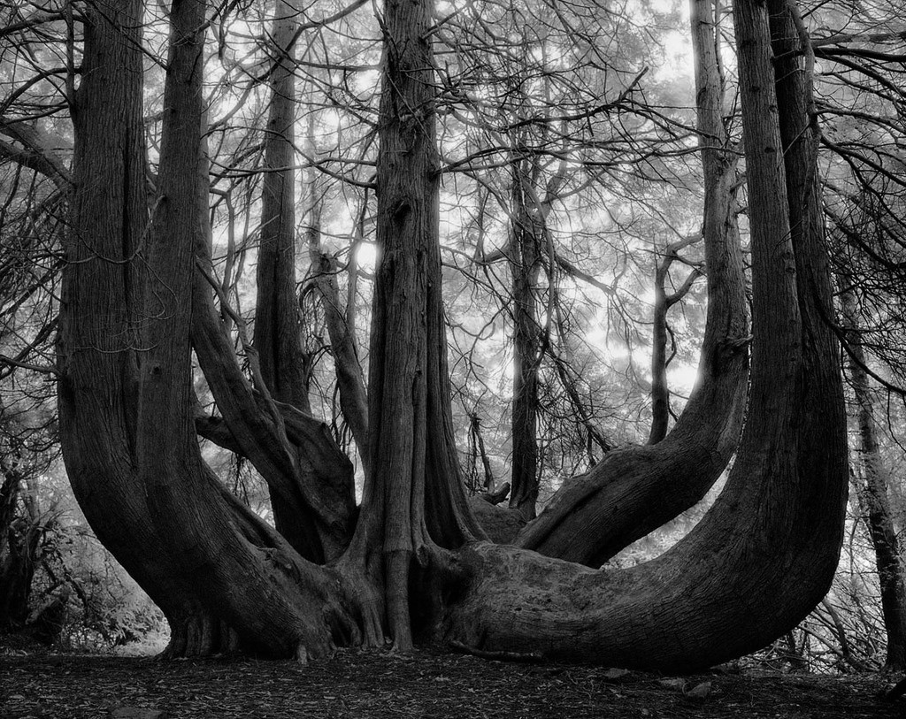 drzewa pamiętają dłużej. Beth Moon, praca 10.