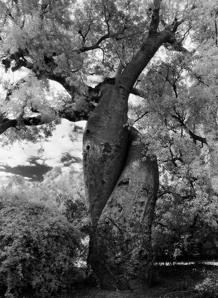 drzewa pamiętają dłużej. Beth Moon, praca 9.