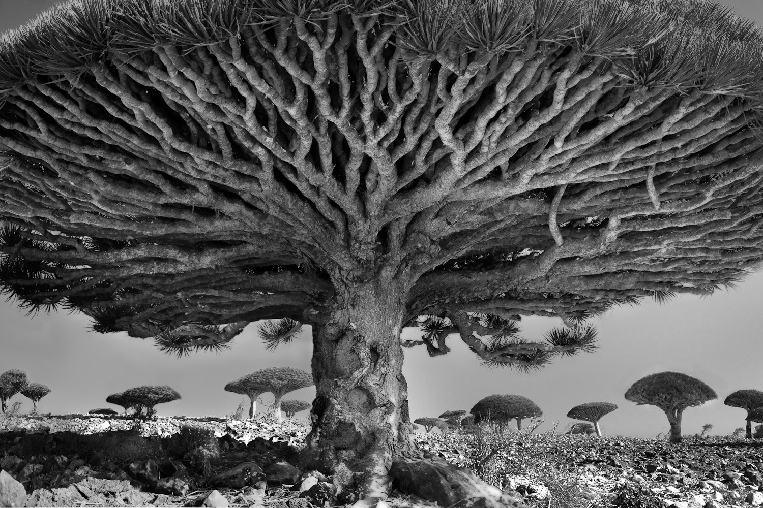 drzewa pamiętają dłużej. Beth Moon, praca 1.