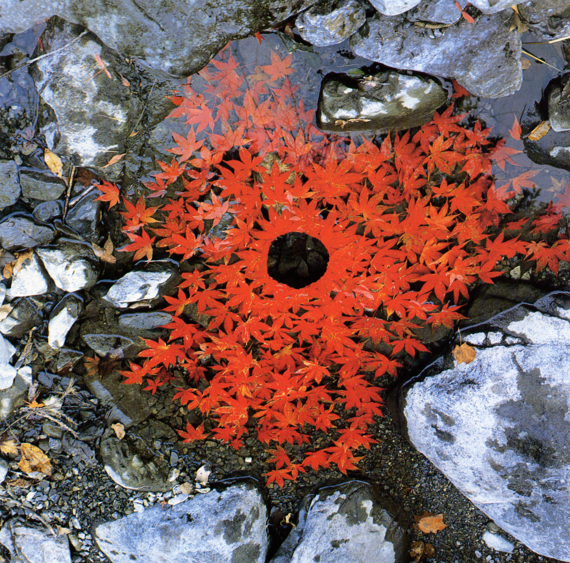 zanim zabierze to wiatr. Andy Goldsworthy, praca 3.