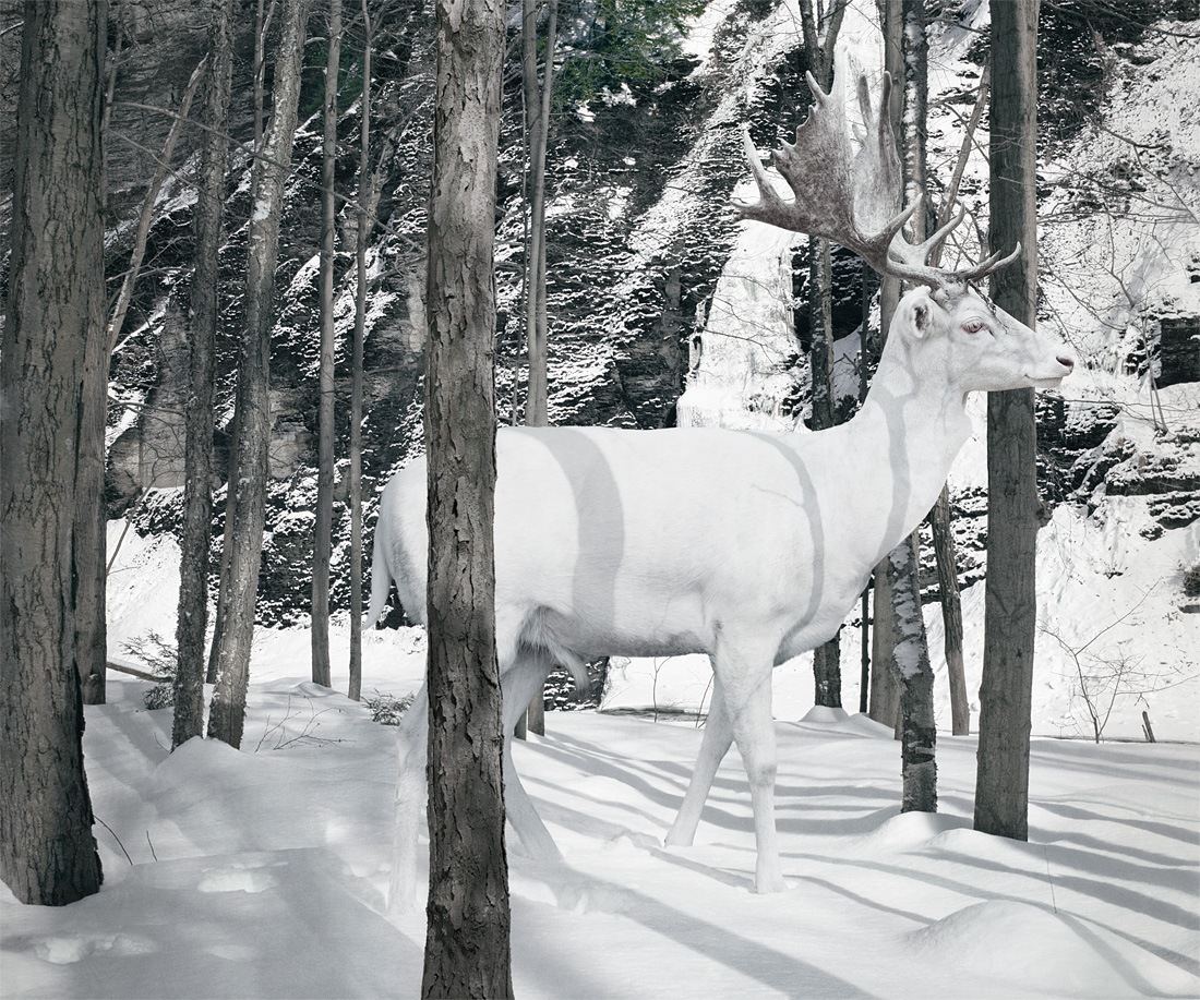 zwierzęta czekają na koniec bajki. Simen Johan, praca 10.