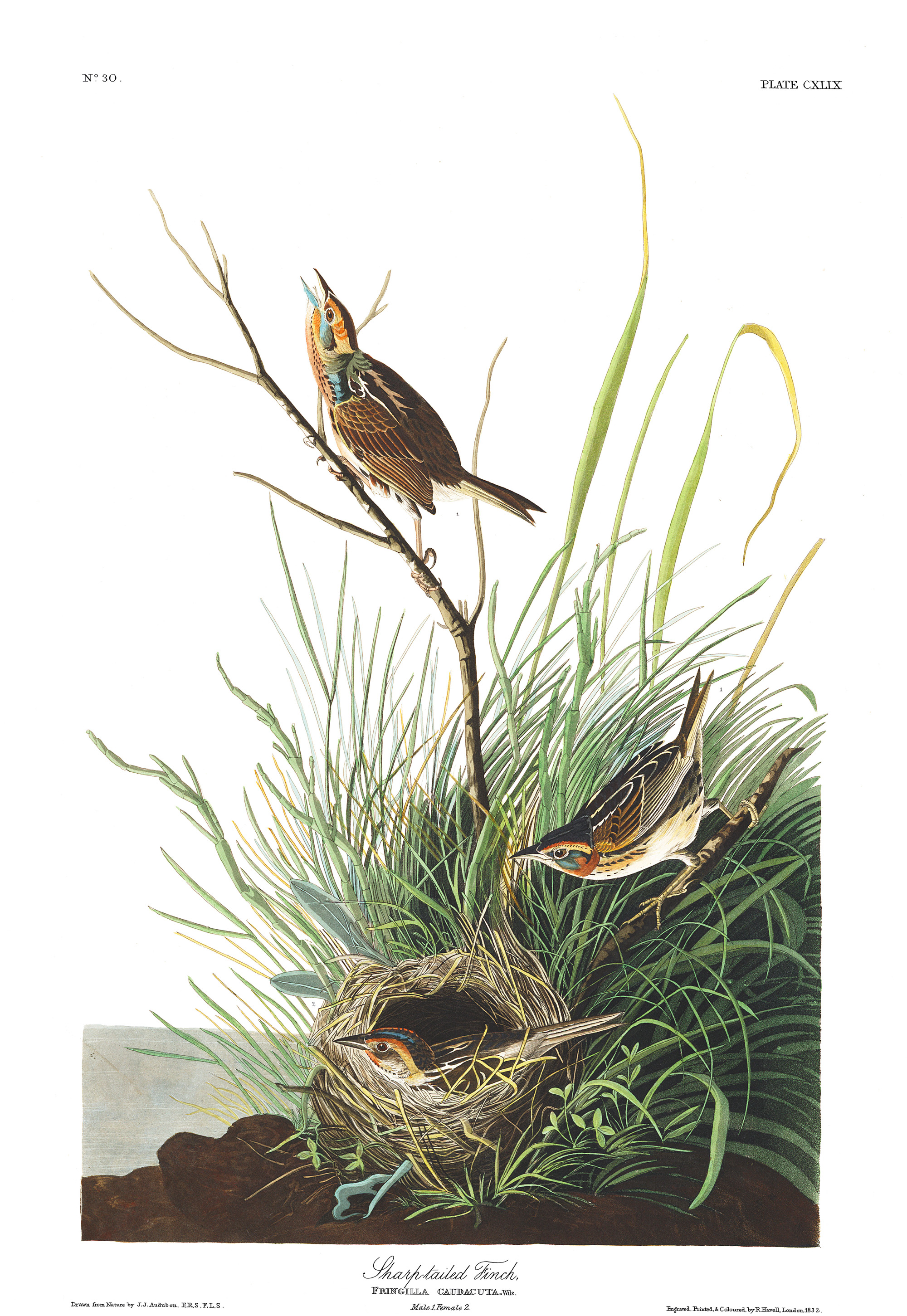 ptaki zostały na pożółkłych kartkach. John James Audubon, praca 4.