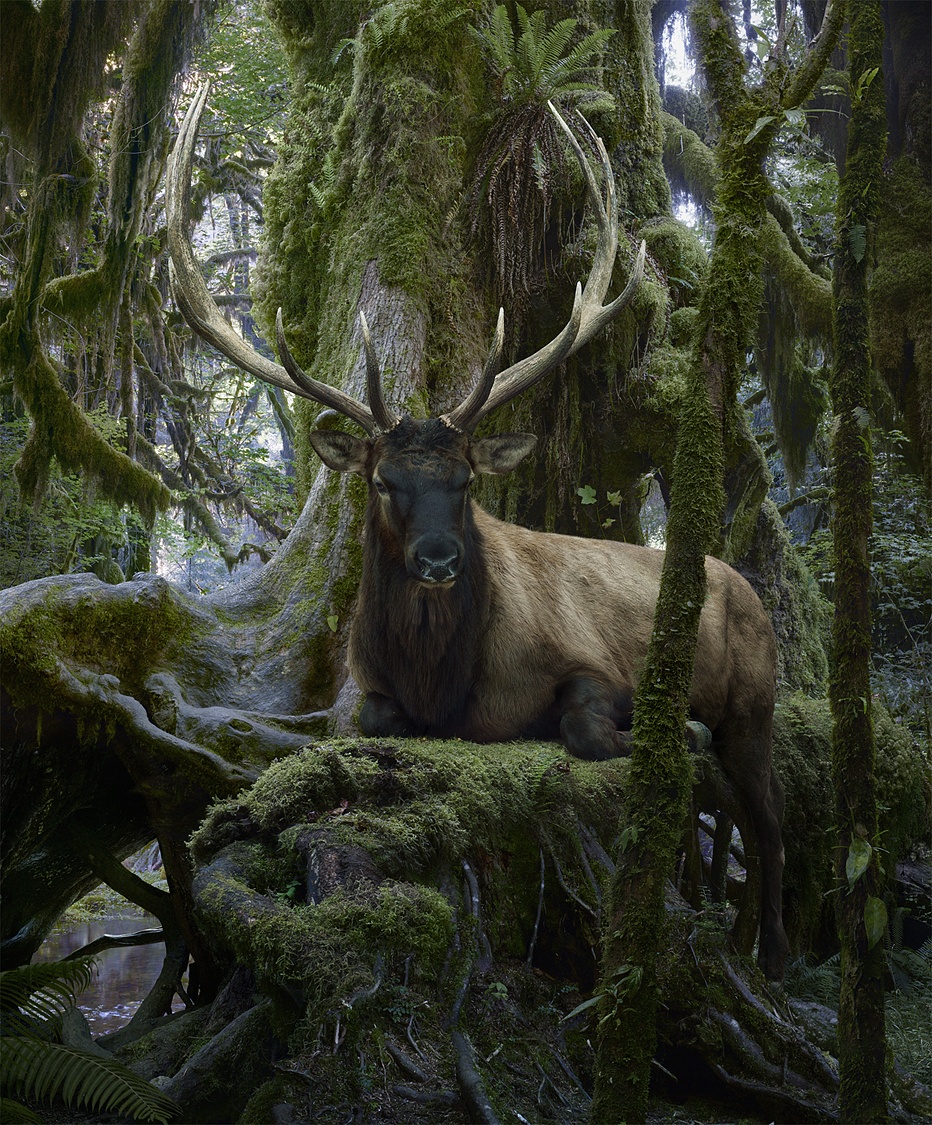 zwierzęta czekają na koniec bajki. Simen Johan, praca 3.