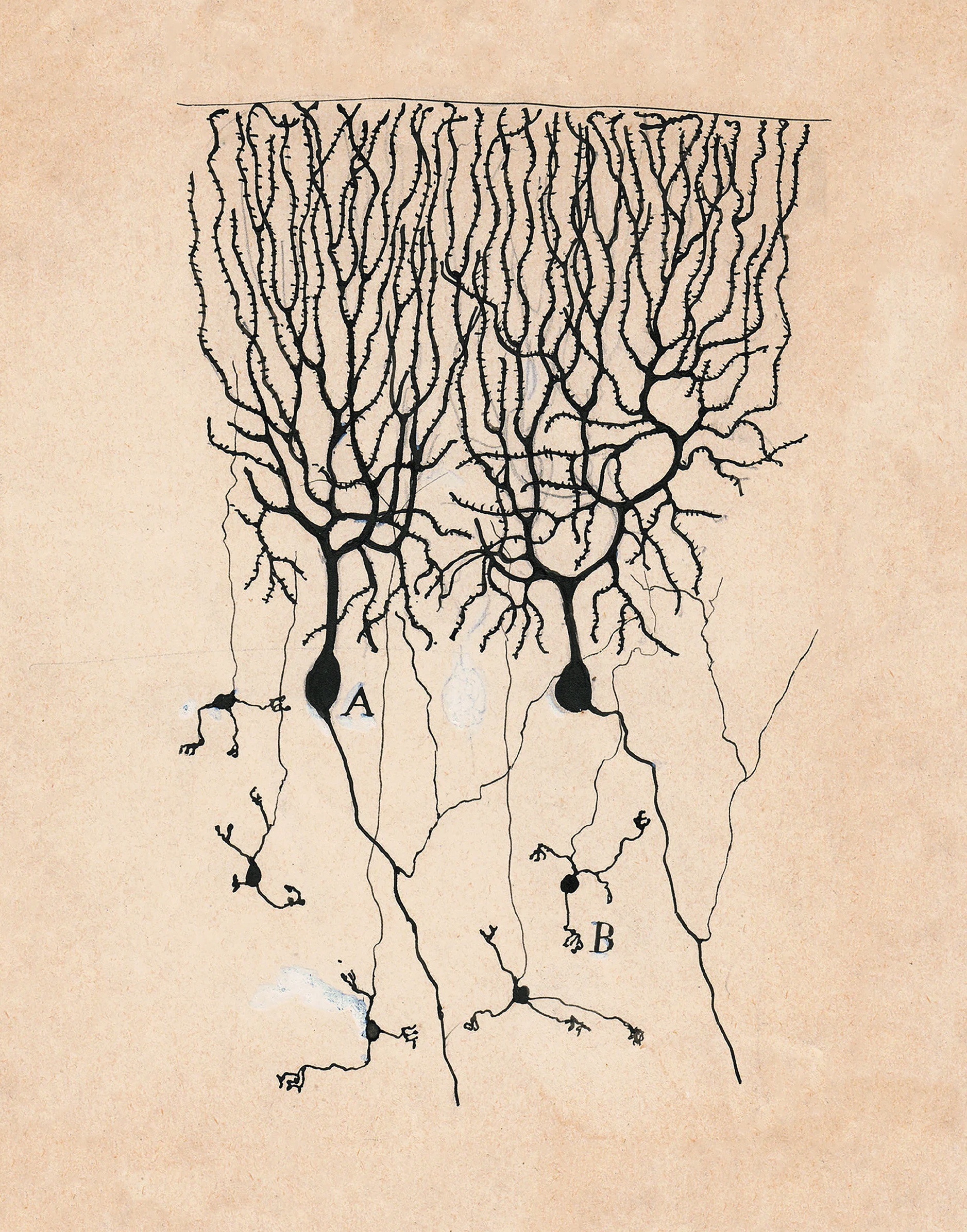 myśli mają drobne gałęzie. Santiago Ramón y Cajal, praca 8.