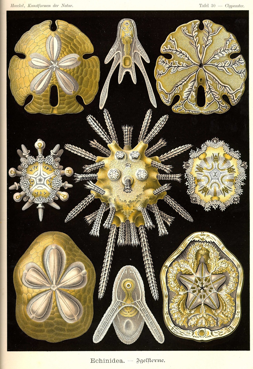morze rysuje najdziwniejsze kształty. Ernst Haeckel, praca 4.