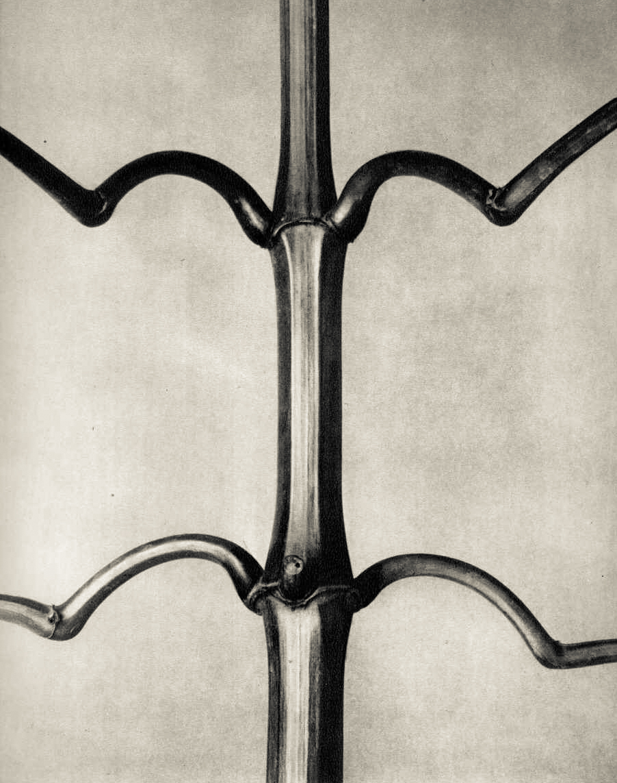 zwykły liść, tylko popatrz dłużej. Karl Blossfeldt, praca 4.