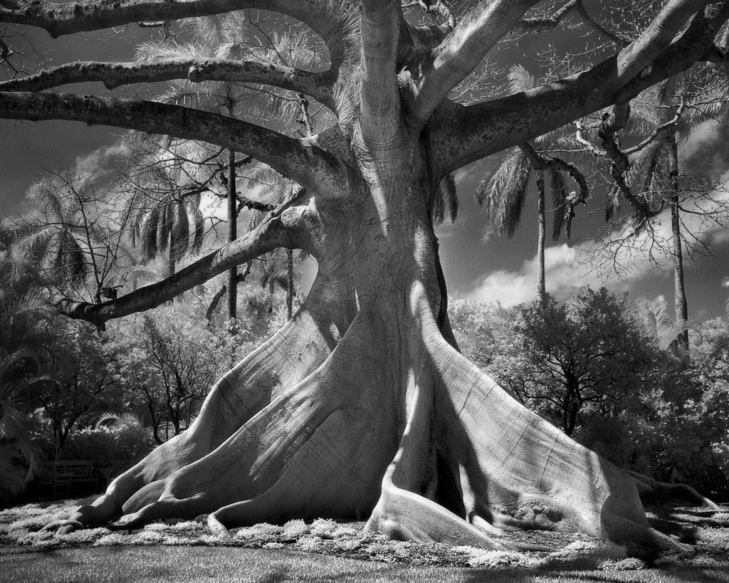 drzewa pamiętają dłużej. Beth Moon, praca 2.