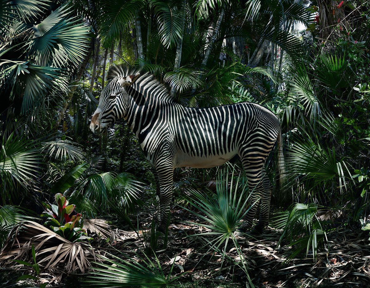 zwierzęta czekają na koniec bajki. Simen Johan, praca 2.