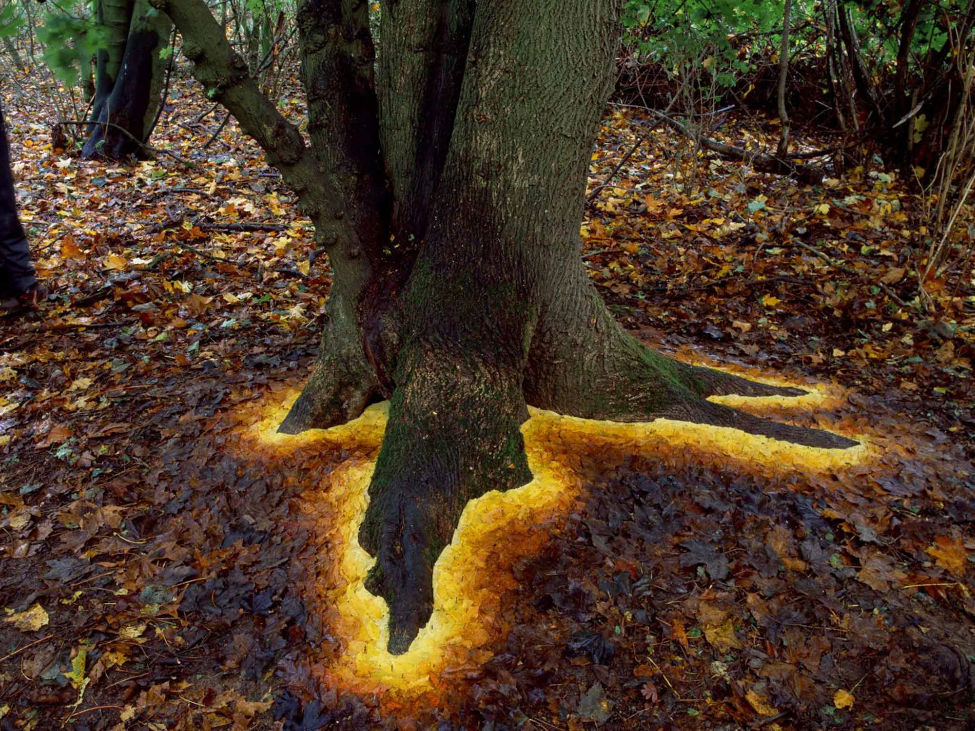 zanim zabierze to wiatr. Andy Goldsworthy, praca 6.