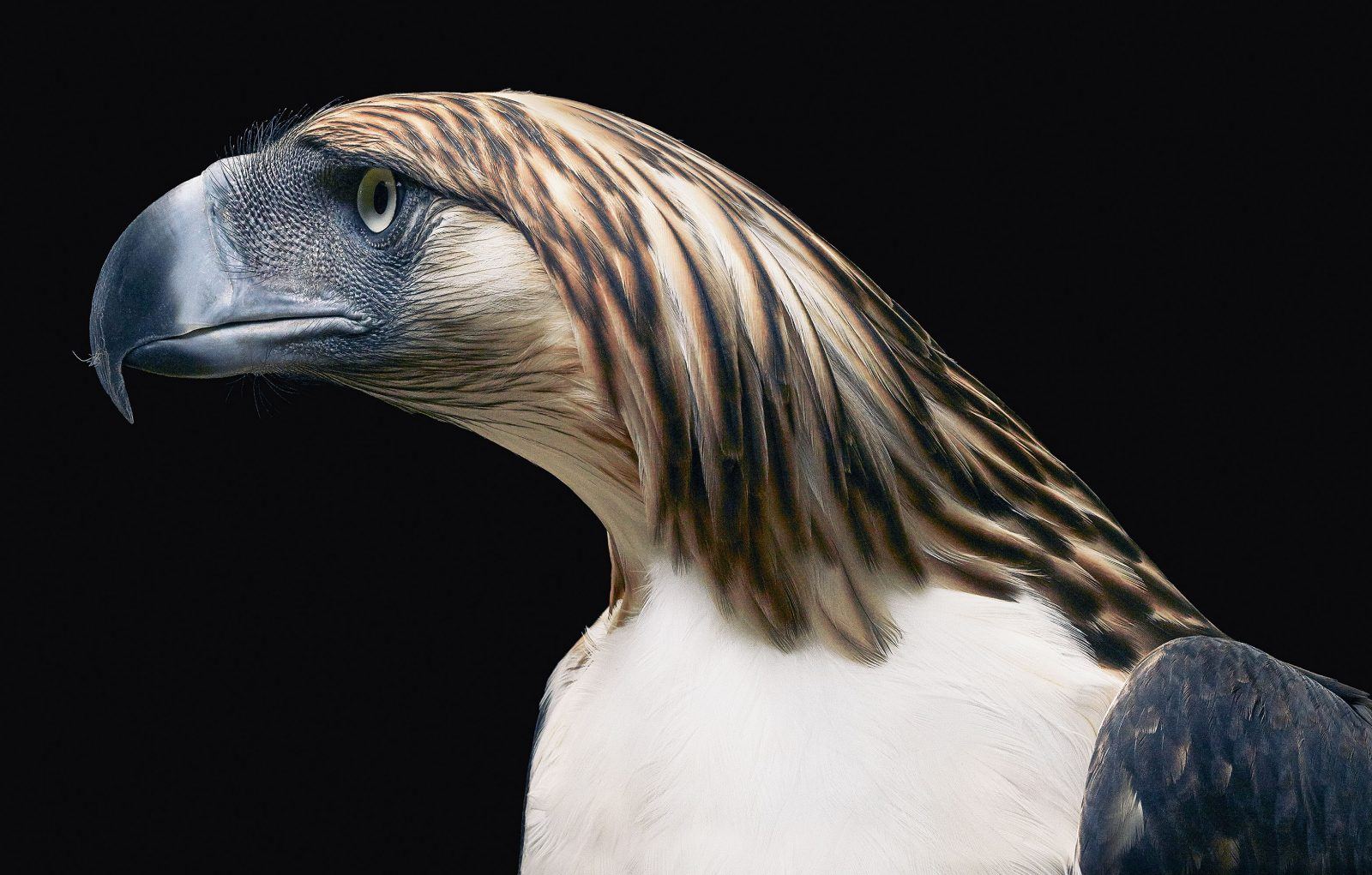 ktoś patrzy z drugiej strony gatunku. Tim Flach, praca 4.